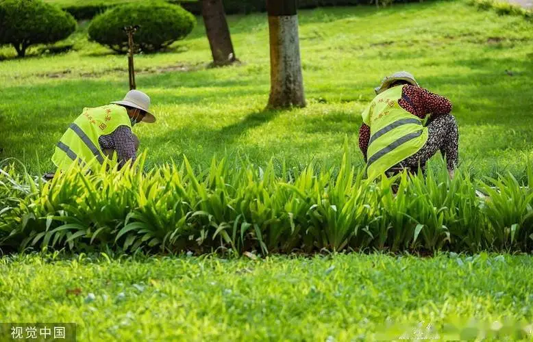 嵊州市政绿化种植土单价 嵊州市政绿化种植土单价