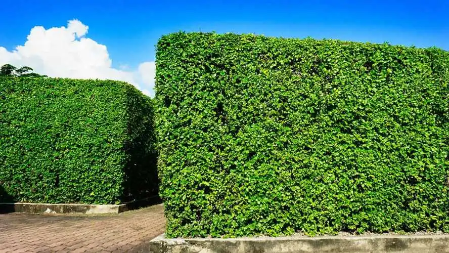 专访校园园林管理者:如何利用多样植物打造独特景观? 专访校园园林管理者:如何利用多样植物打造独特景观?