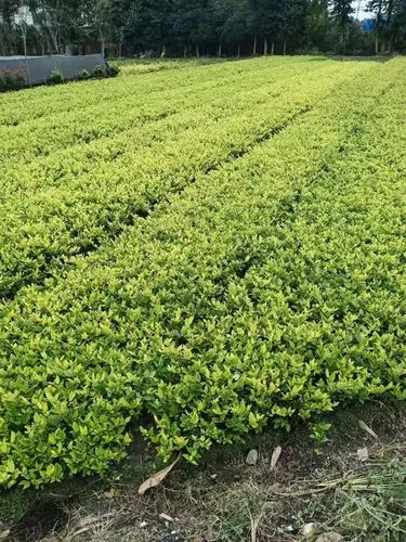 莘庄青春村绿化工程 莘庄青春村绿化工程